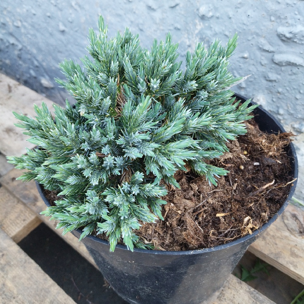 Можжевельник чешуйчатый Блу Стар H 10-20 см  в горшке 5 л  1шт