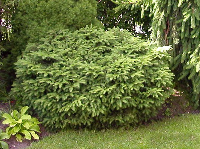 Ель обыкновенная Нидиформис С2-3 1шт/Picea abies Nidiformis