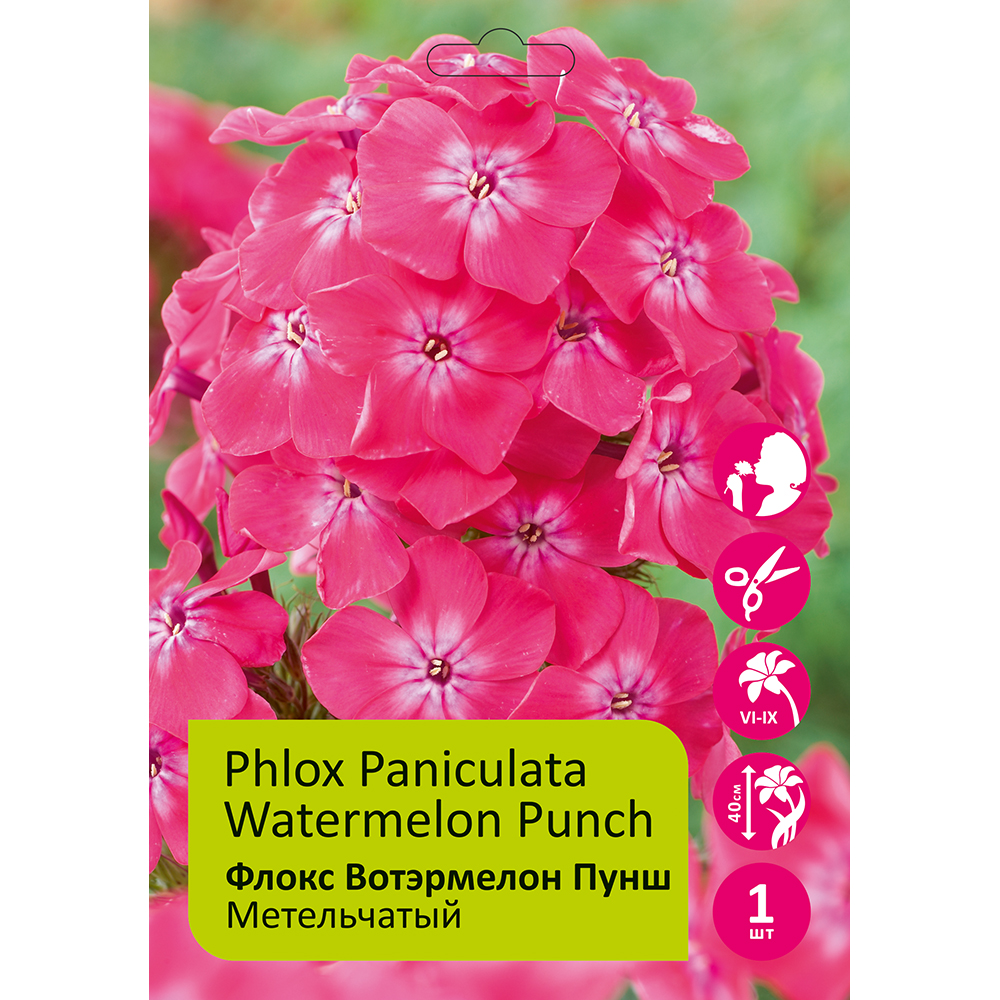 Флокс Вотэрмелон Пунш 1шт метельчатый /Phlox paniculata Watermelon Punch