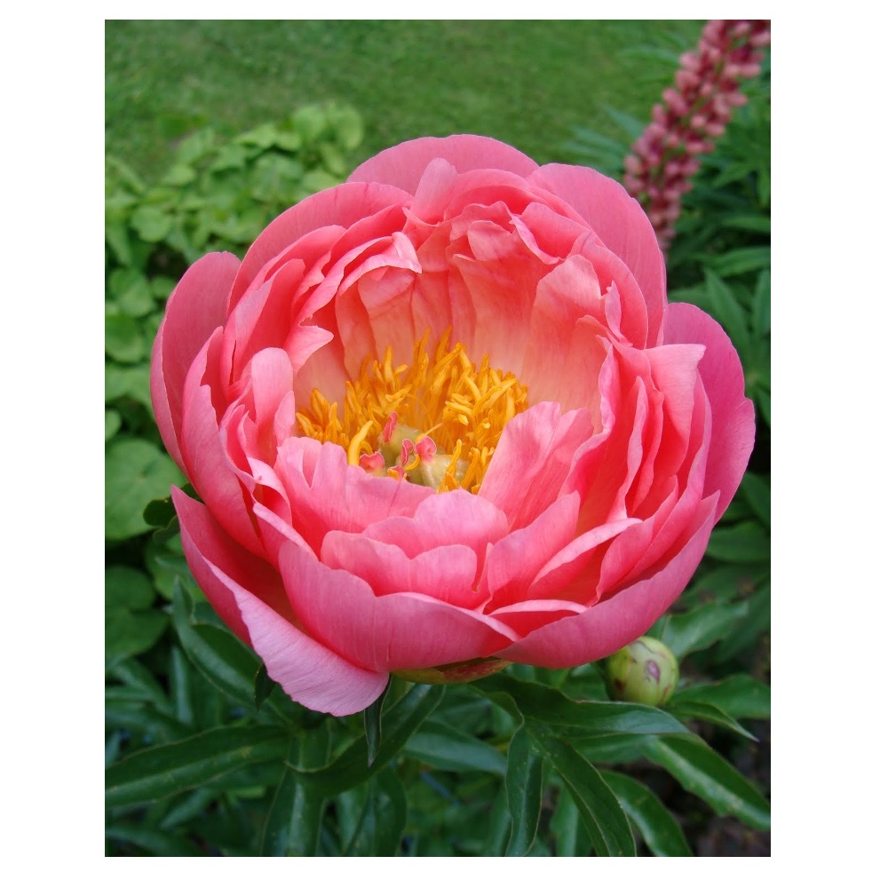 Пион молочноцветковый Корал Сансет 1шт 2/3/ Coral Sunset (Shan hu luo ri/Шань Ху Ло Ри)