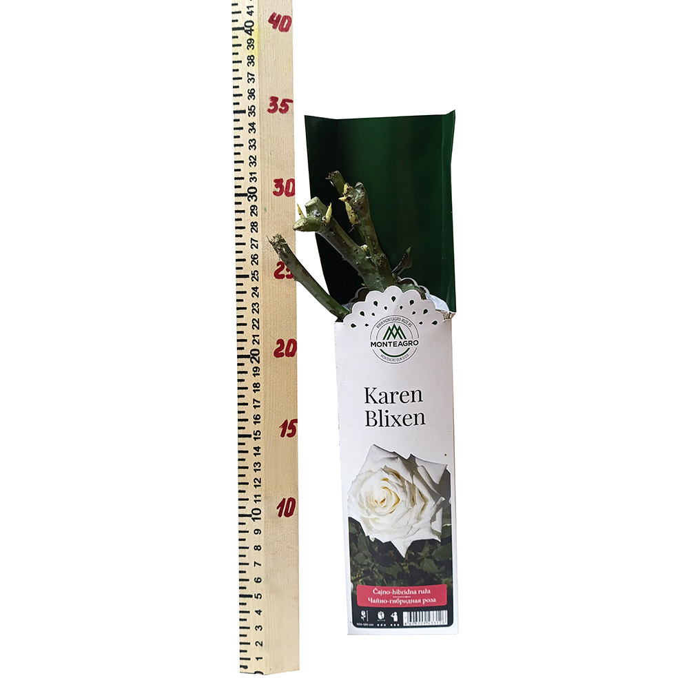 Роза Карен Бликсен чайно-гибридная 1шт /Karen Blixen /20