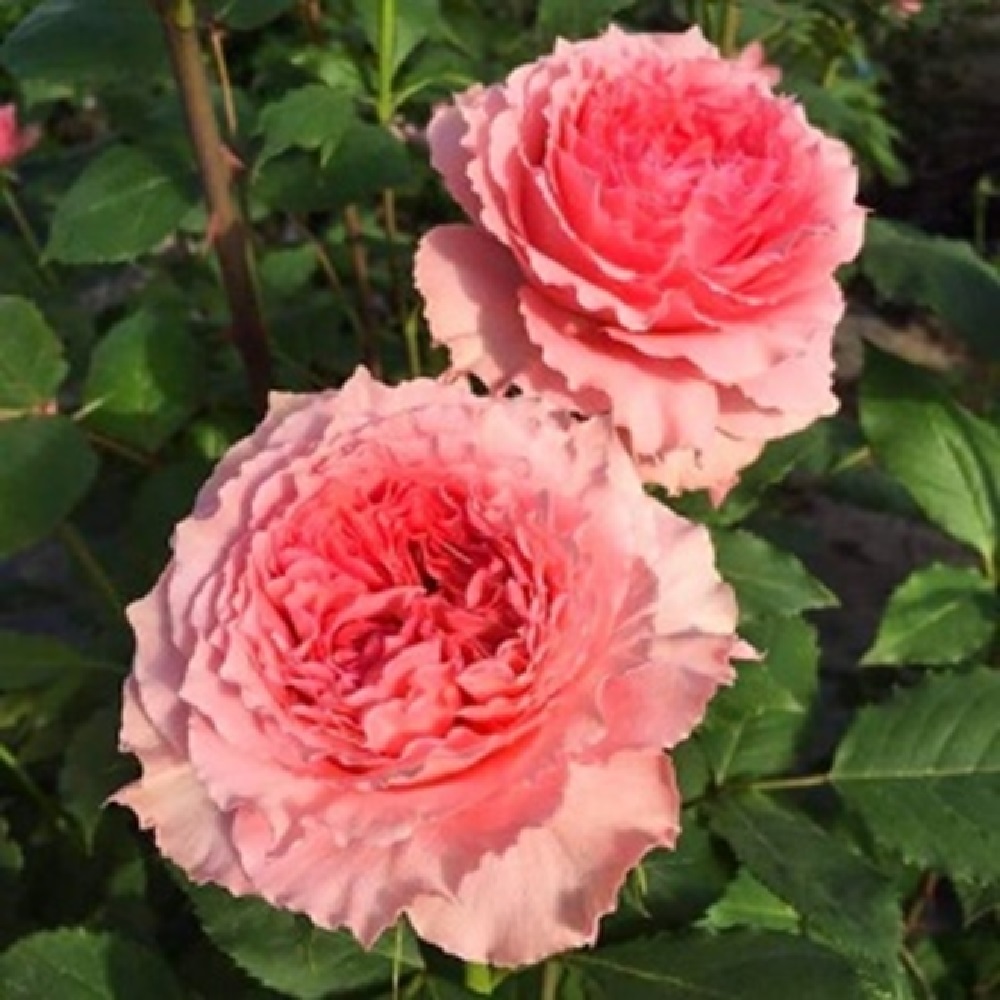 Роза Корал Желе шраб 1шт /12