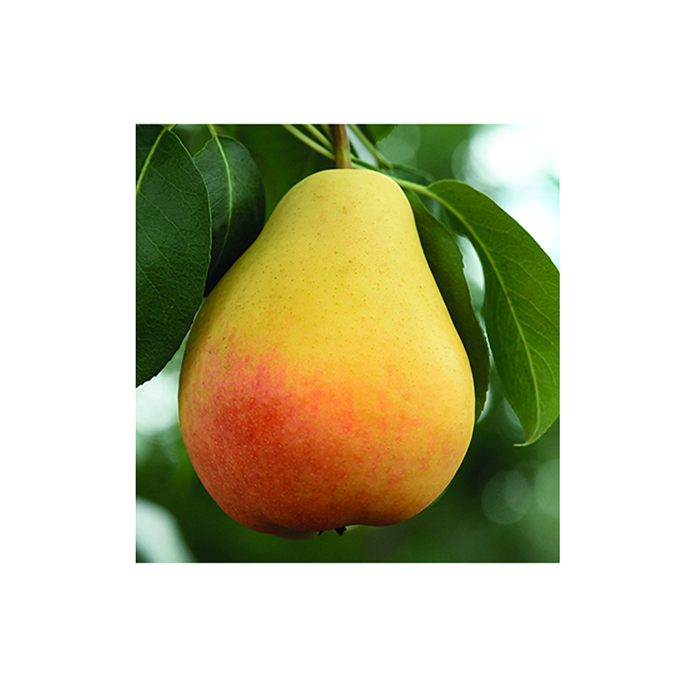 Груша Лада 1шт 