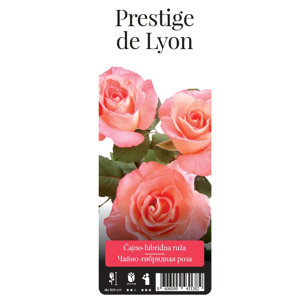 Роза Престиж де Лион чайно-гибридная 1шт. /Prestige de Lyon  /20
