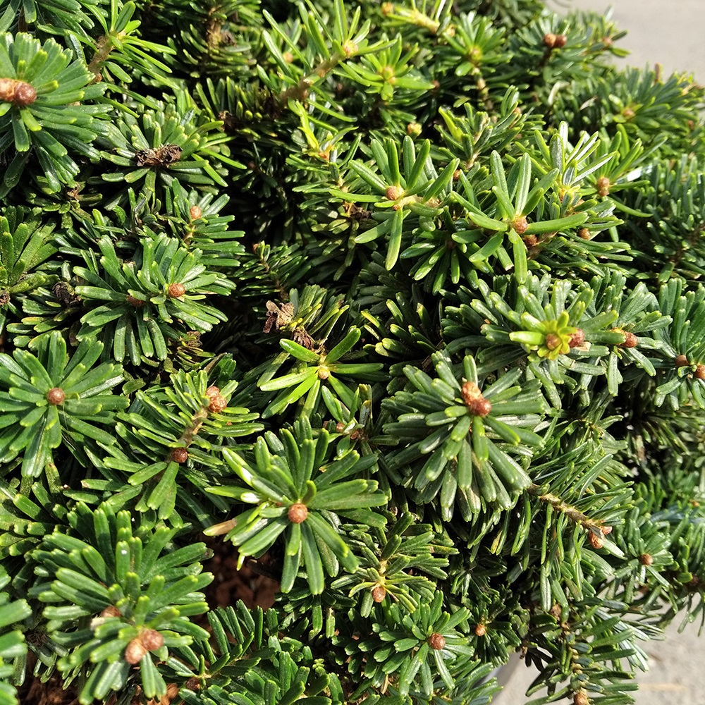 Пихта корейская Брилиант С12 (высота 30-35см) 1шт /Abies koreana Brilliant