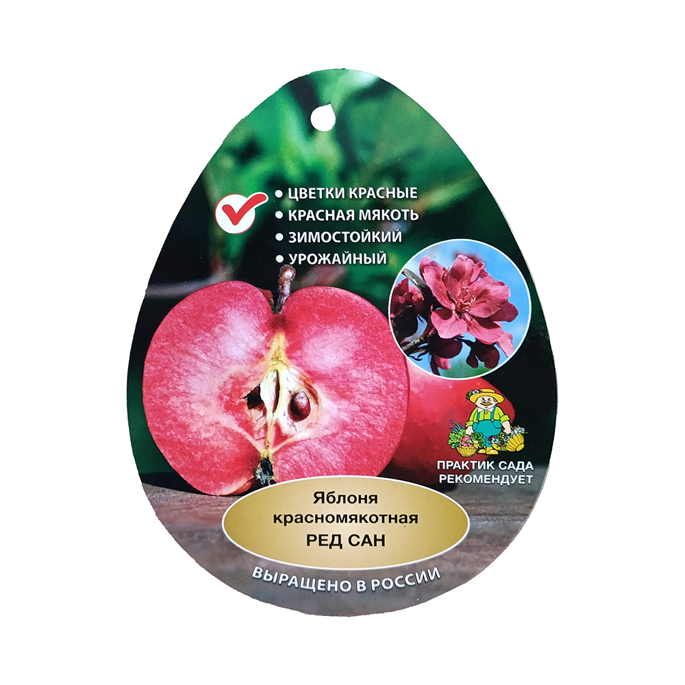 Яблоня красномякотная Ред Сан (подвой клоновый, 54-118, полукарликовый) (в сетке) 1шт