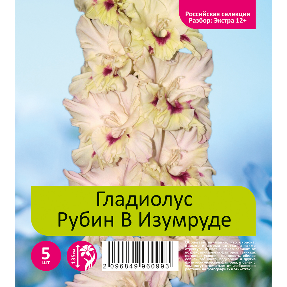 Гладиолус Рубин В Изумруде 5шт (разбор экстра  12+)
