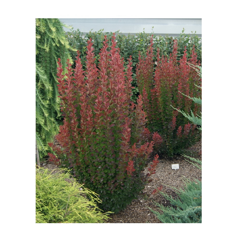 Барбарис тунберга Ред Пиллар в горшке 2 л, 1шт