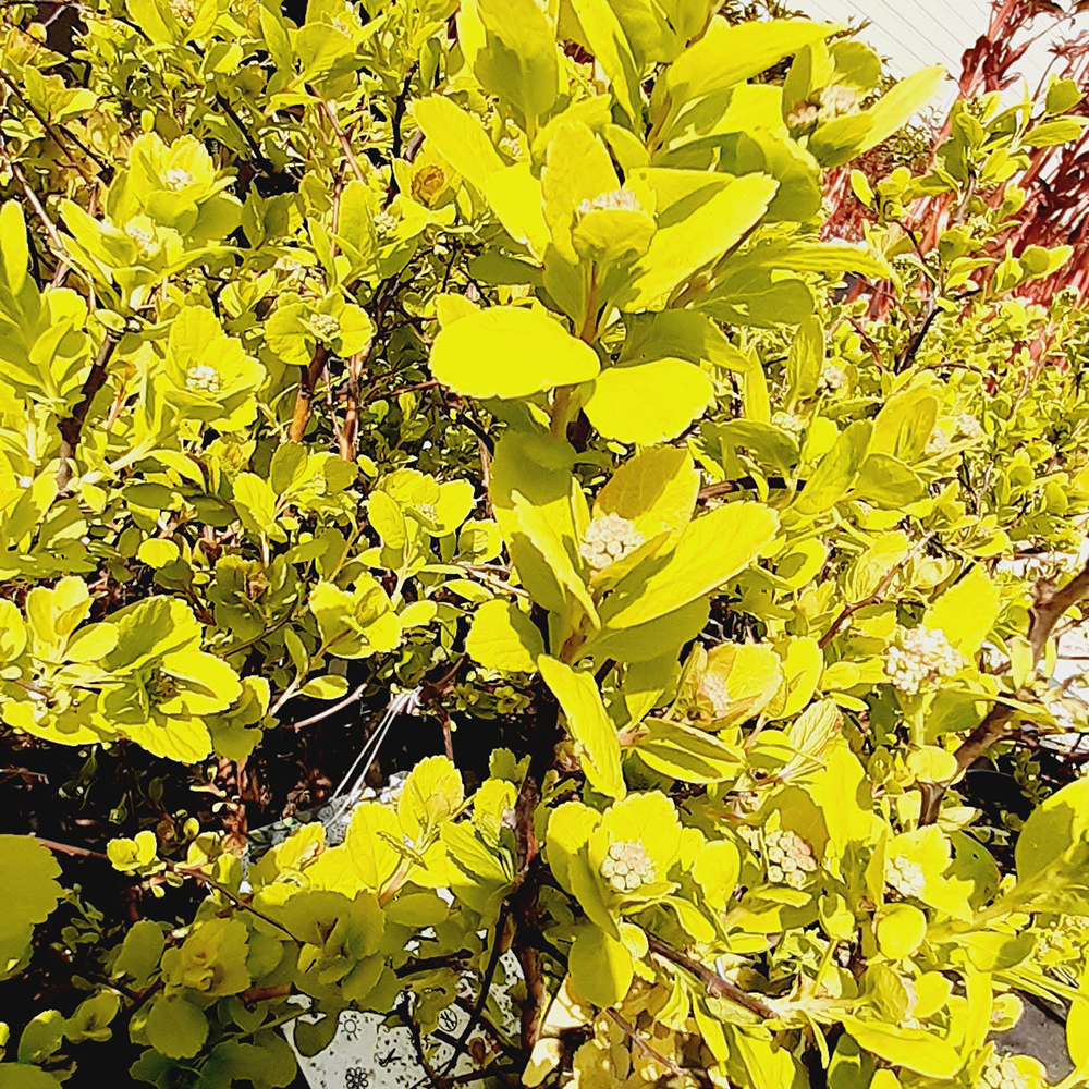 Спирея березолистная Тор Голд С2 20-30 1шт