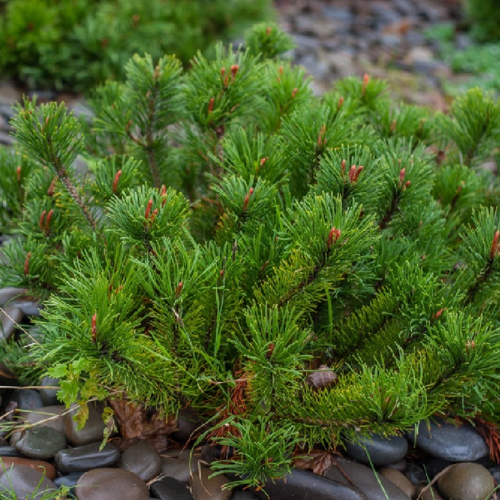 Сосна горная Мугус С2-3 1шт/ Pinus mugo var. Mughus