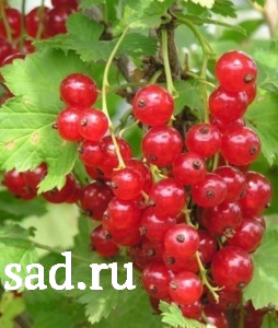 Смородина красная Мармеладница С2 1шт