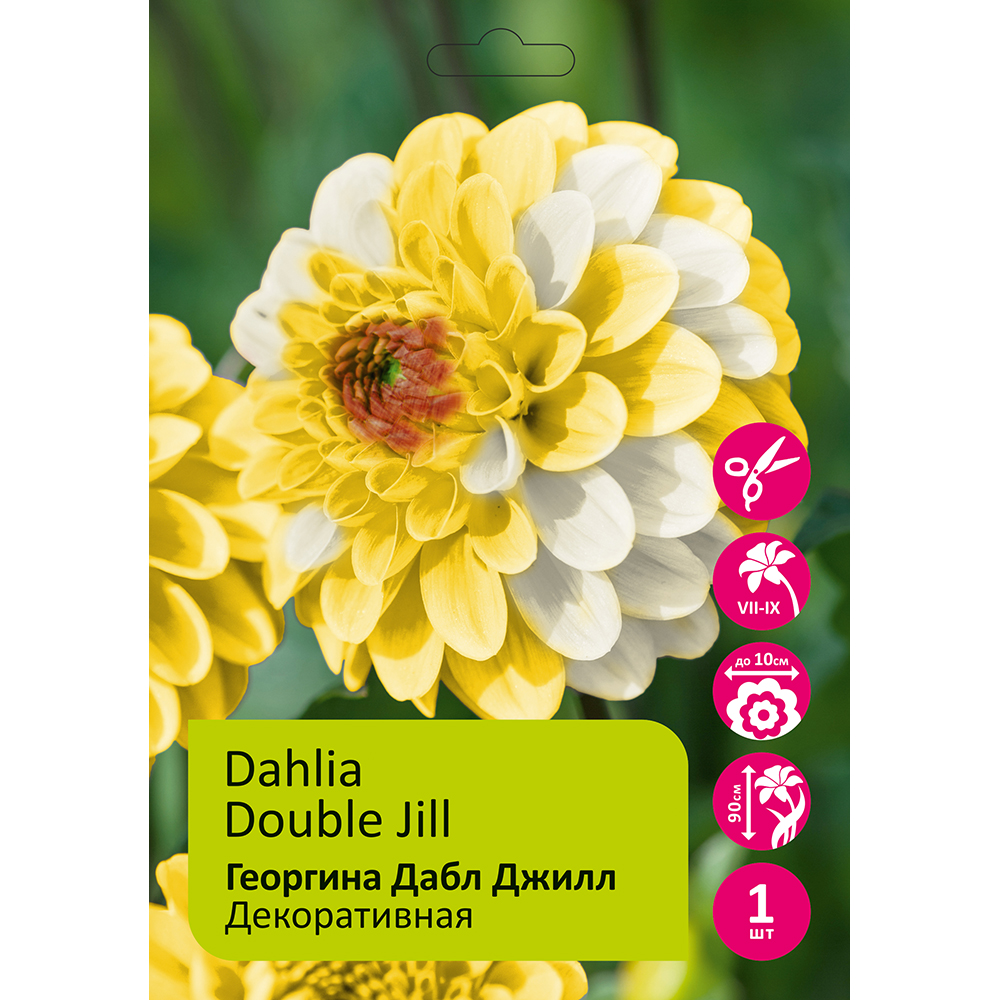 Георгина Дабл Джилл 1шт/Dahlia Double Jill