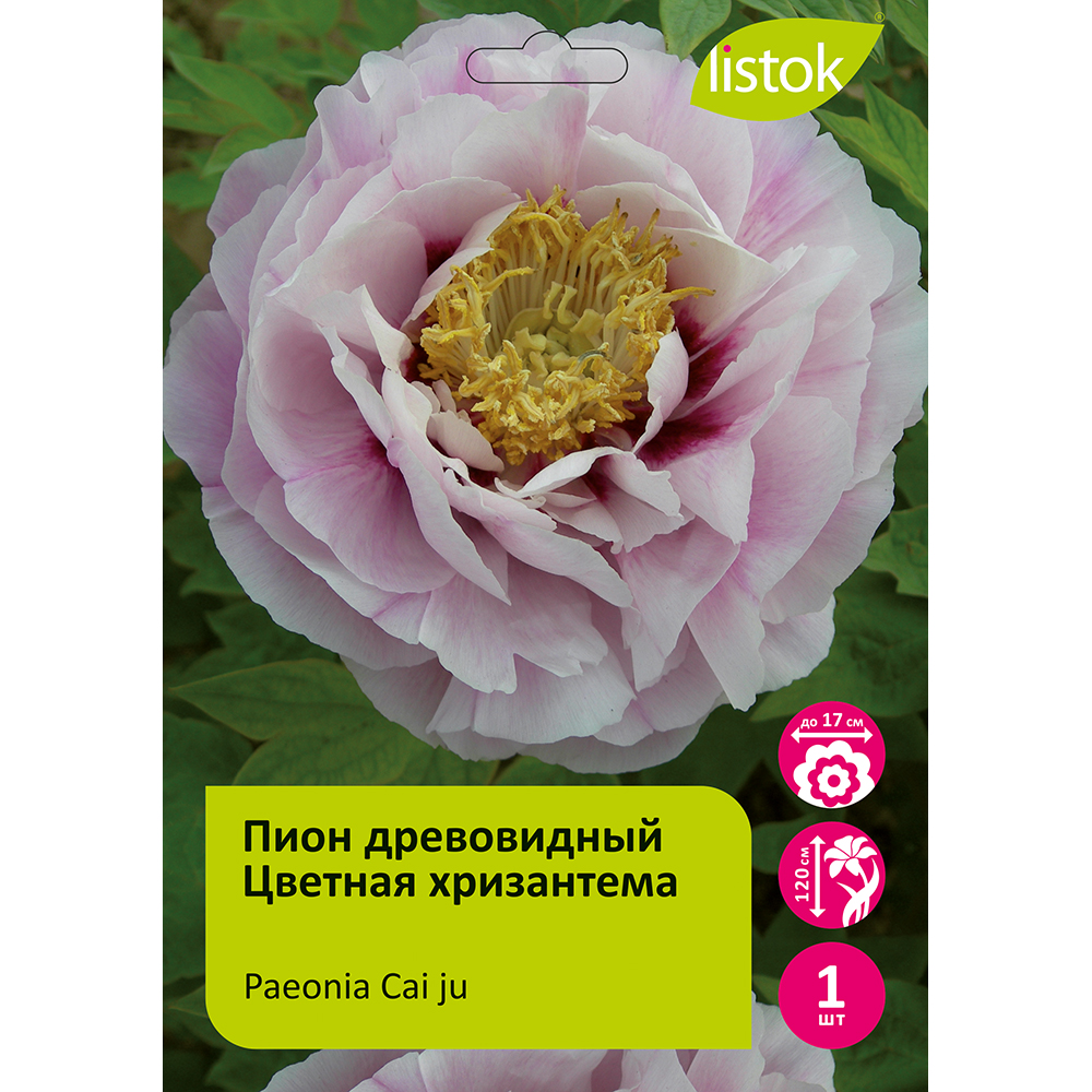 Пион древовидный Цветная хризантема 1шт/Paeonia Cai ju (Цхай Цзю) Японская селекция