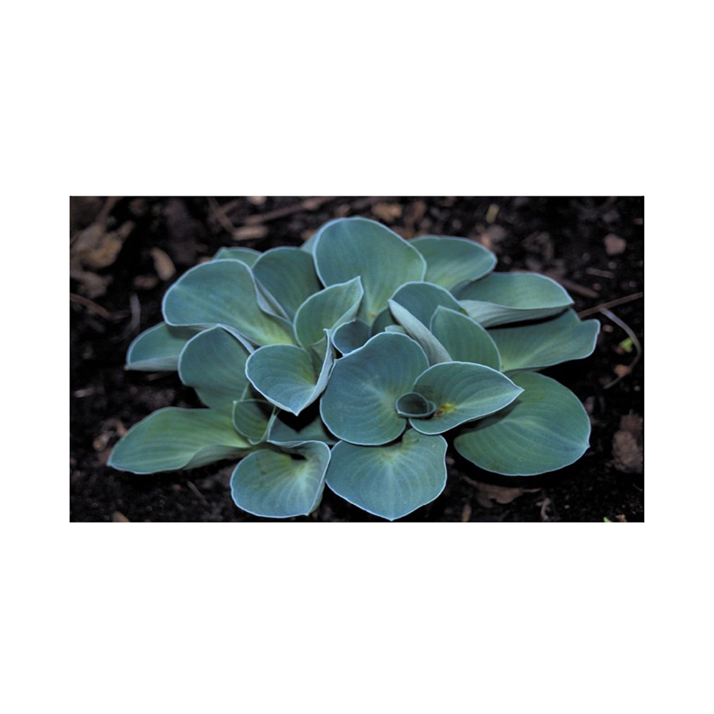 Хоста Блу Маус Еарс гибридная  Р13 1шт/Hosta Blue Mouse Ears 
