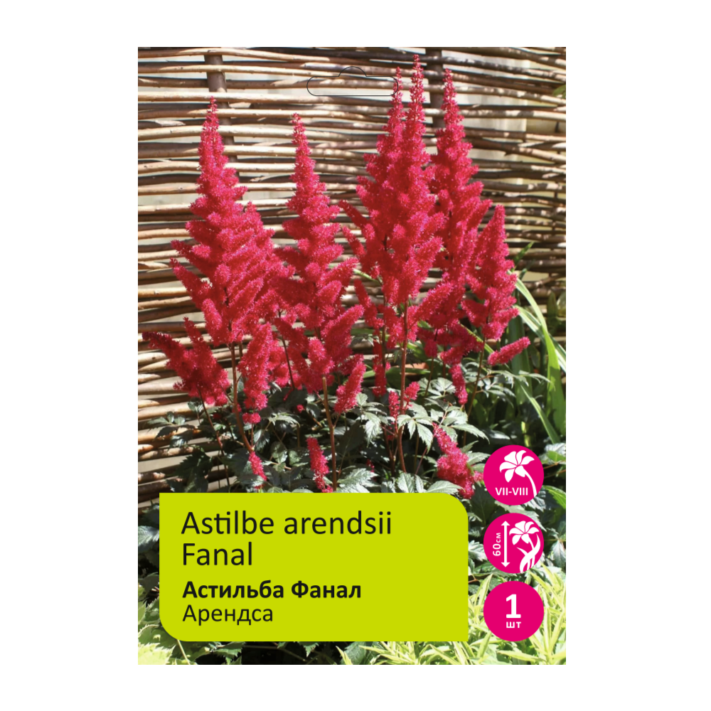 Астильба Фанал арендса 1шт 2/3 /Astilbe Arendsii Fanal