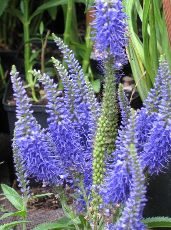 Вероника колосковая Нана Блаутепич Р9 1шт/Veronica spicata Nana Blauteppich