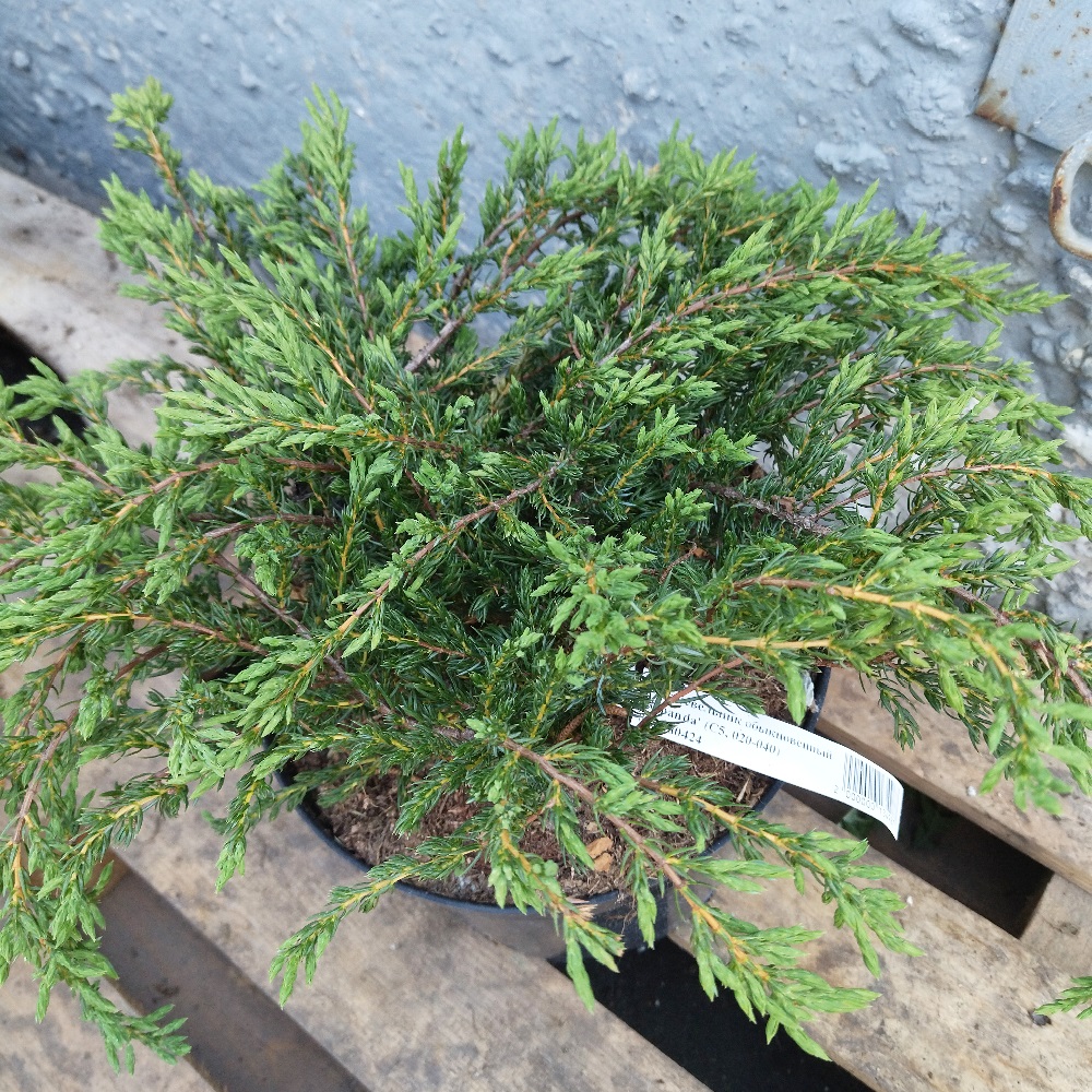 Можжевельник обыкновенный Репанда H 20-40 см в горшке 5 л  1 шт