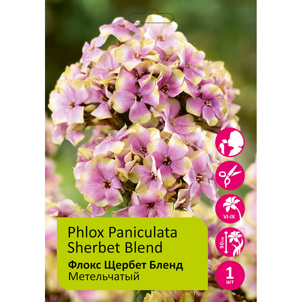 Флокс Щербет Бленд 1шт метельчатый/Phlox paniculata Sherbert Blend