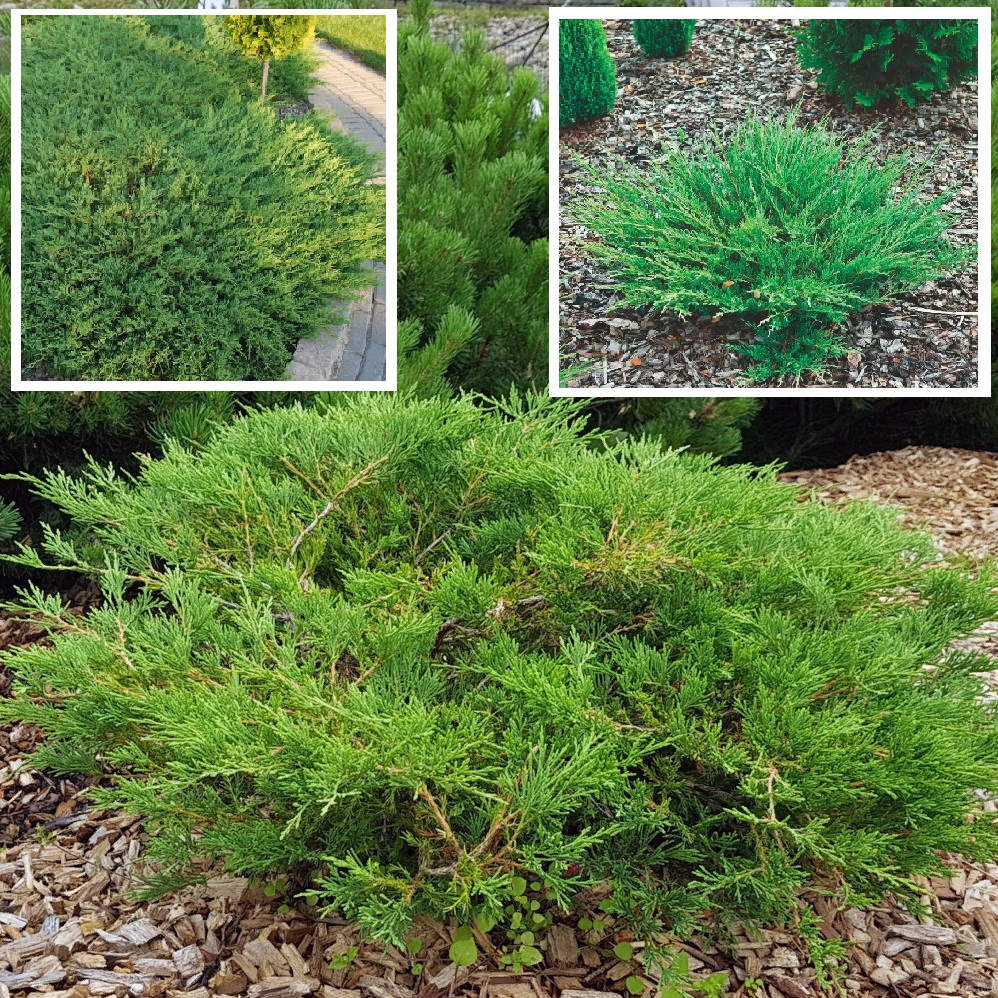 Можжевельник горизонтальный Андора Компакта С5 1шт /Andora Compacta