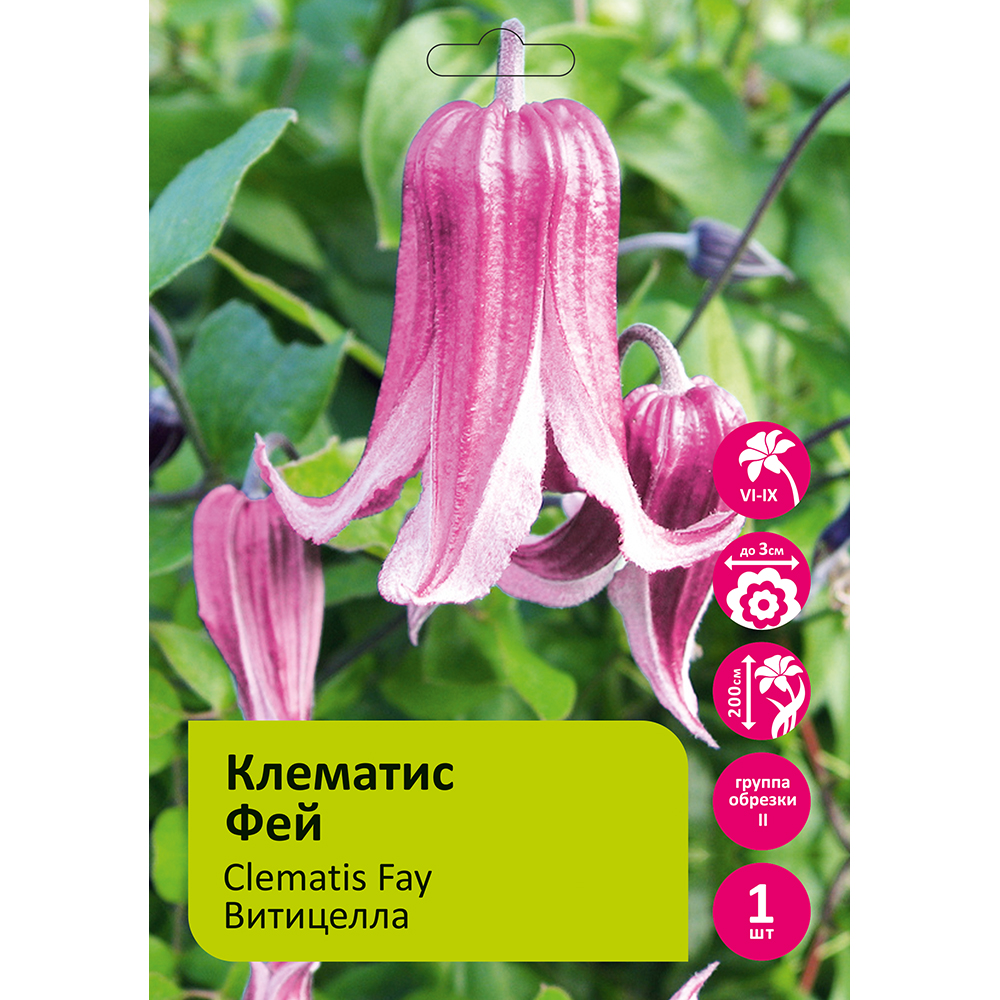 Клематис Фэй 1 шт гр.обр. 2 /Clematis Fay