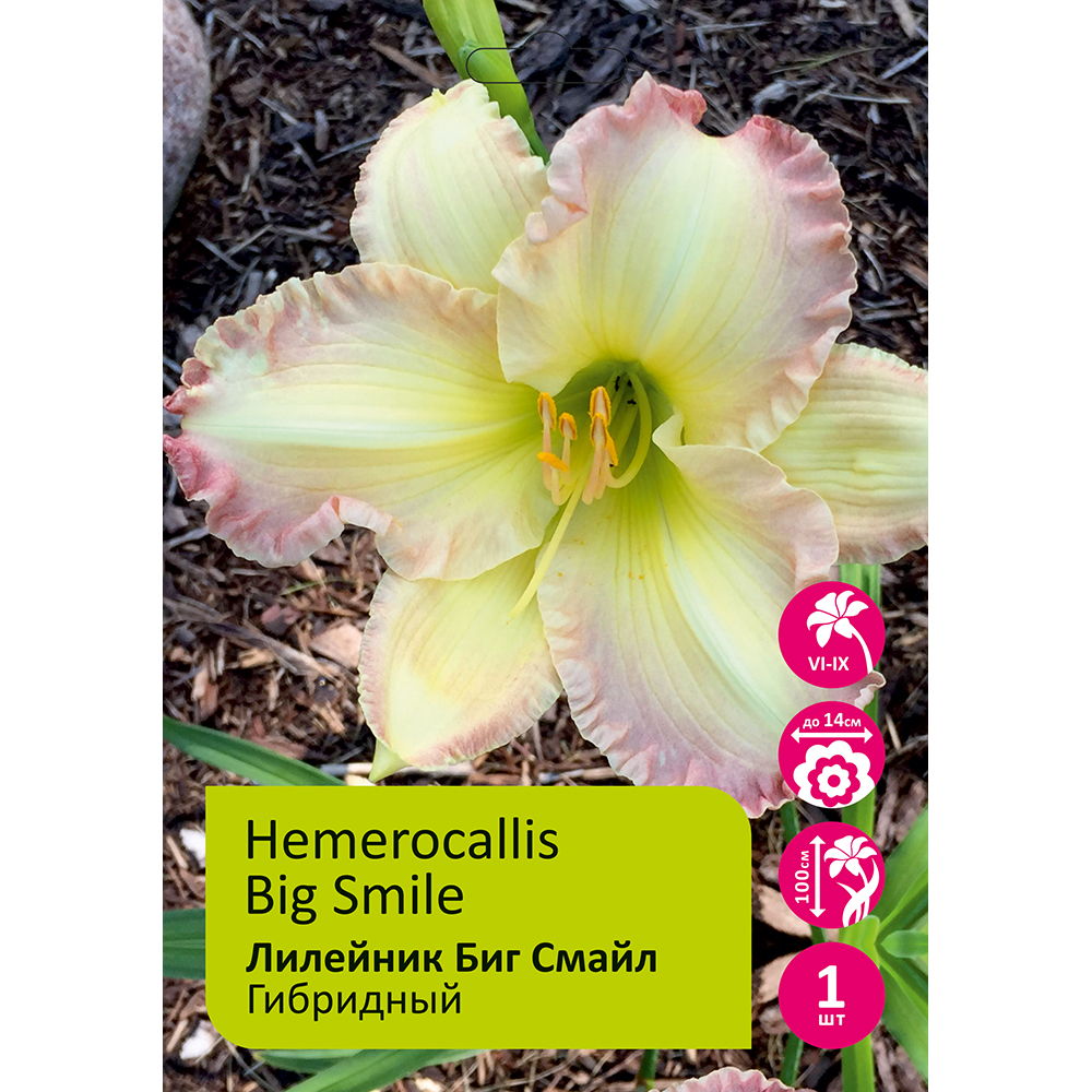 Лилейник Биг Смайл 1шт /Hemerocallis Big Smile