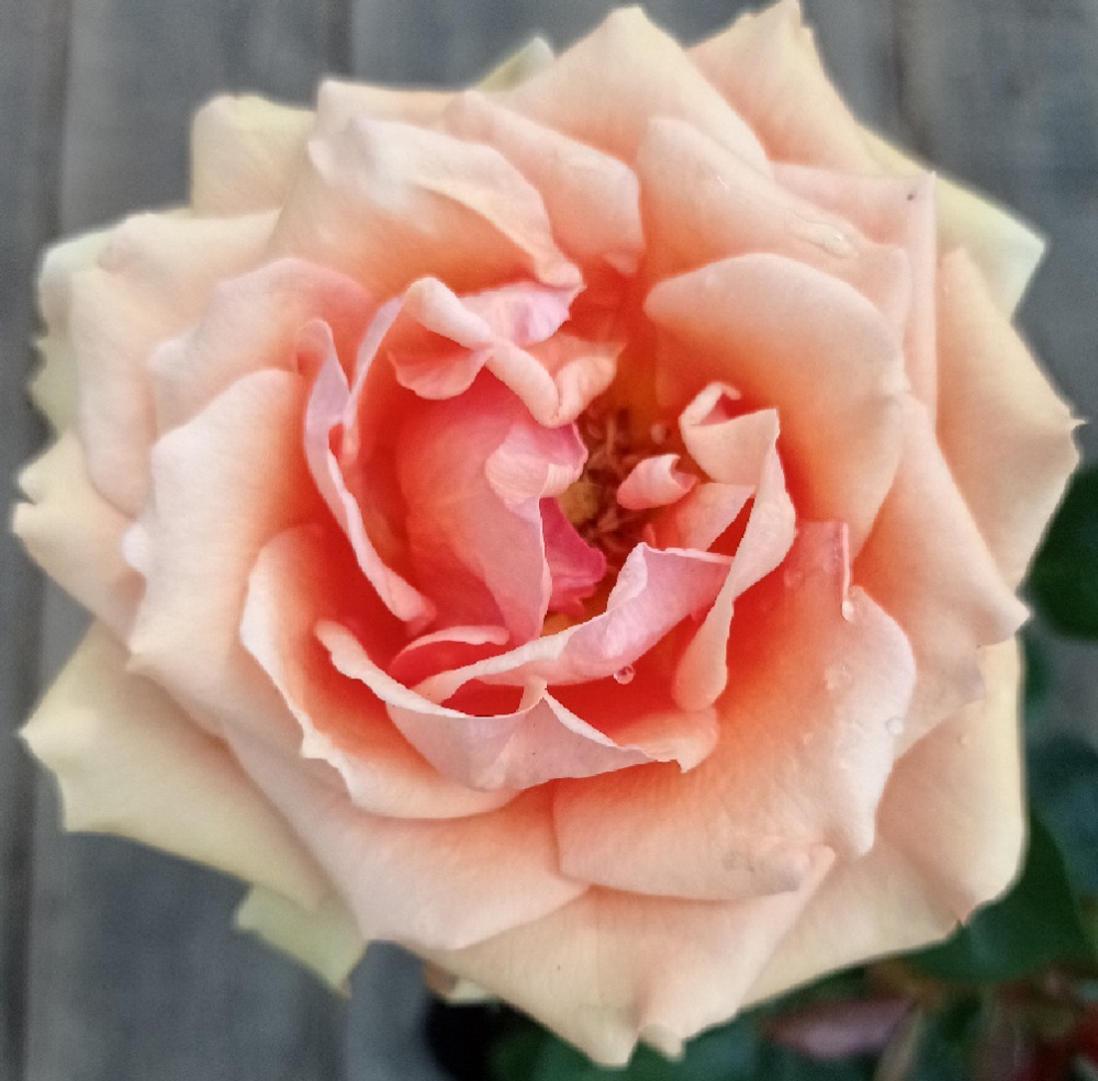 Роза Лаура чайно-гибридная 1шт. / Laura  / 20