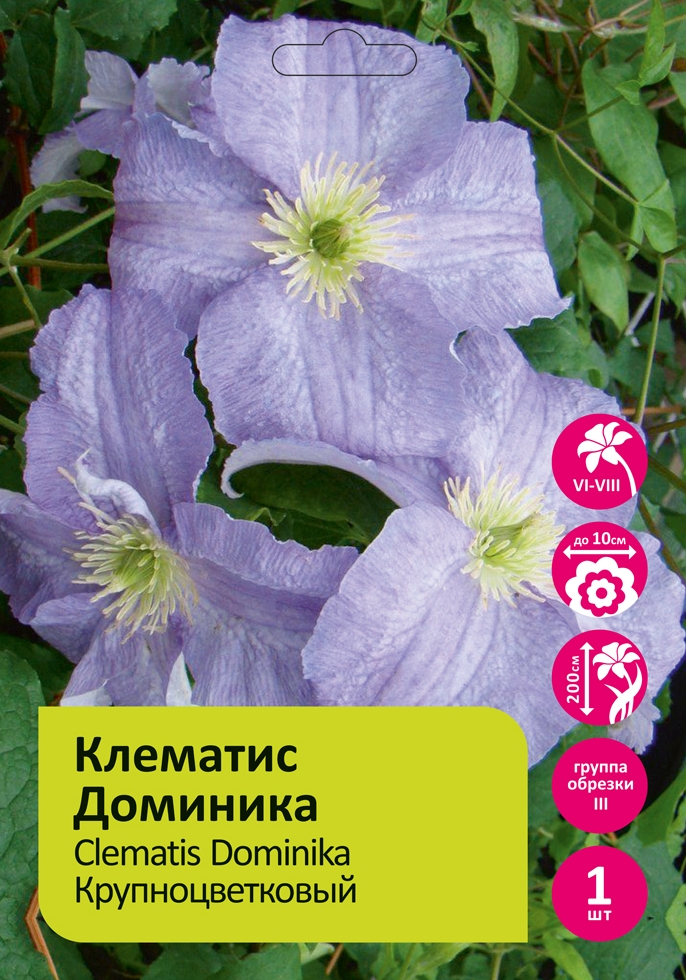 Клематис Доминика  1шт  гр.обрезки 3