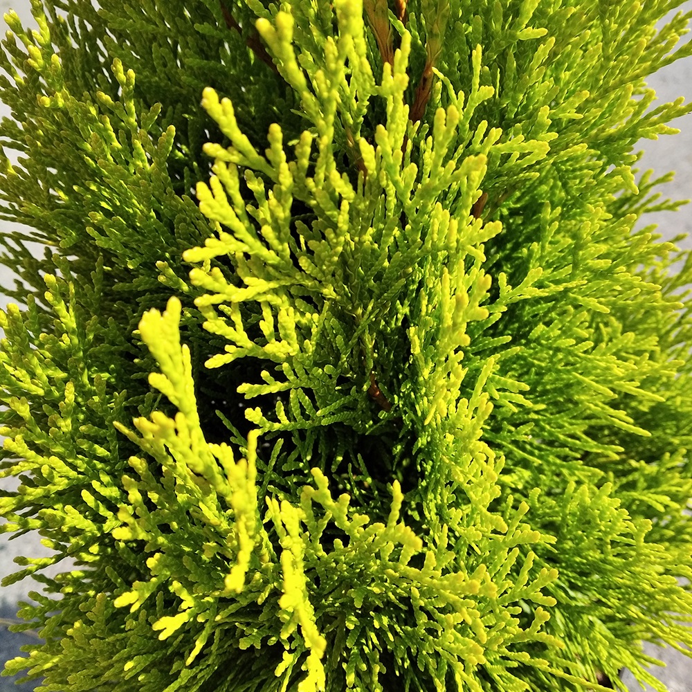 Туя западная Голден Смарагд С4 (высота 40-50см) 1шт/Thuja occidentalis Golden Smaragd
