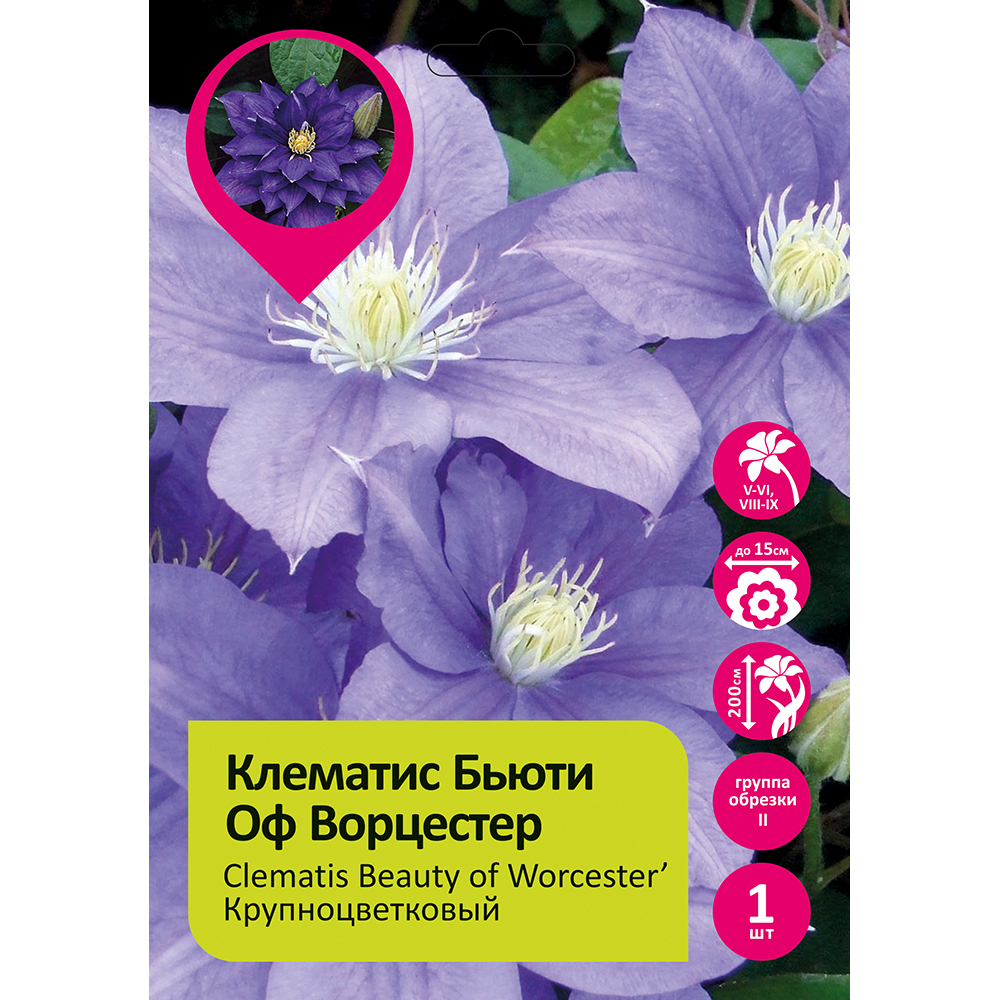 Клематис Бьюти оф Ворцестер 1шт гр,обрезки 2 / Clematis Beauty of Worcester 