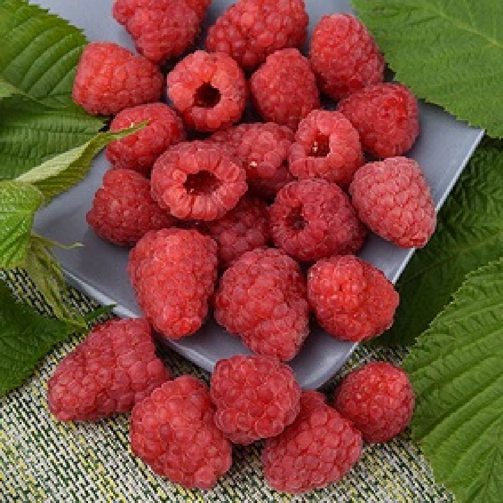 Малина Гордость России 1шт.