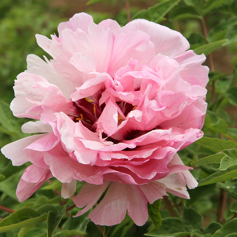 Пион древовидный Розовая искра 1шт/Paeonia Jing Ming Fen (Цзин Мин Фэнь)