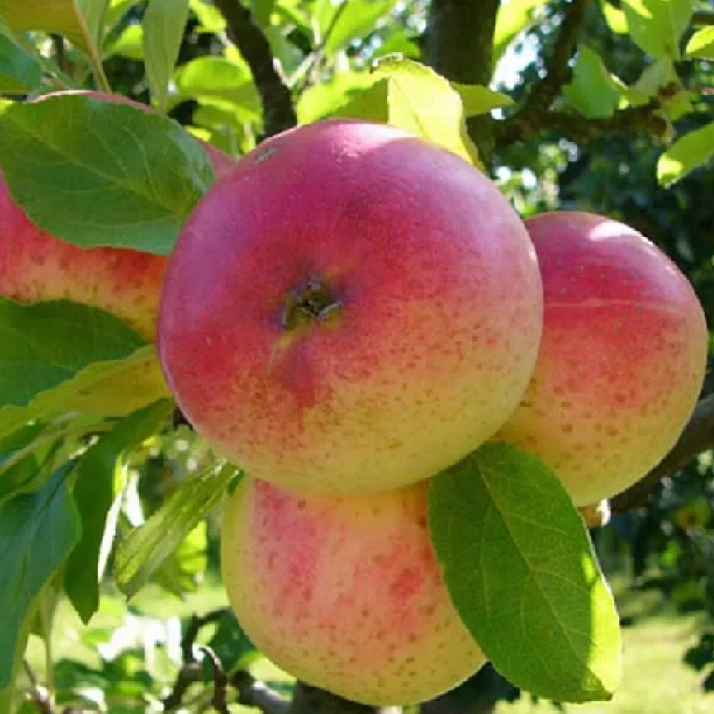 Яблоня Сахарный Мирон (2-х лет) (подвой 54-118 полукарл.) (в сетке)1шт