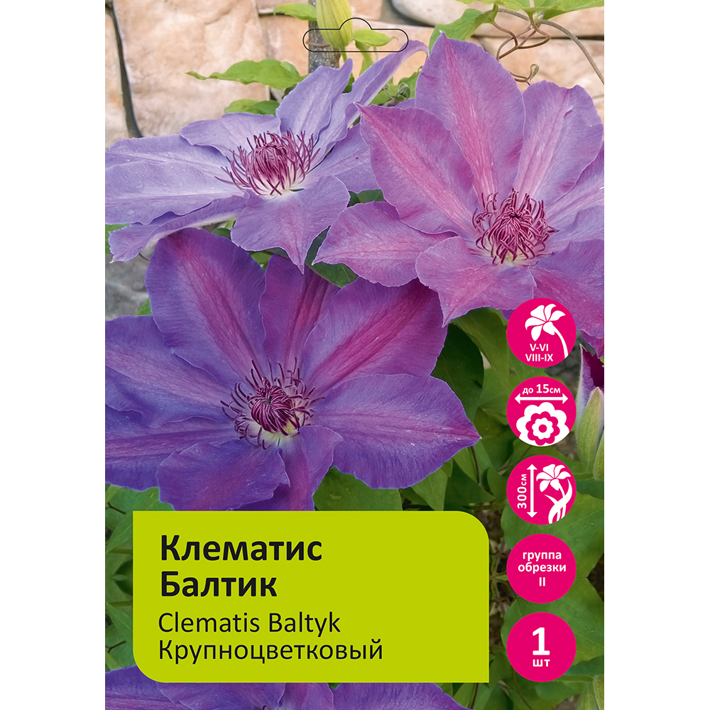 Клематис Балтик 1шт гр.обрезки 2 /Clematis Baltyk 