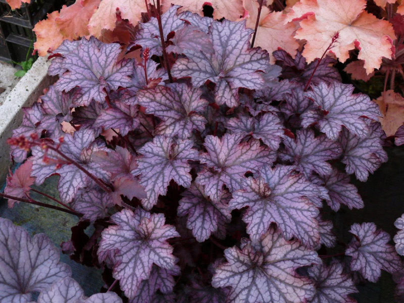 Гейхера гибридная Гэлакси Р13 1шт/Heuchera Galaxy