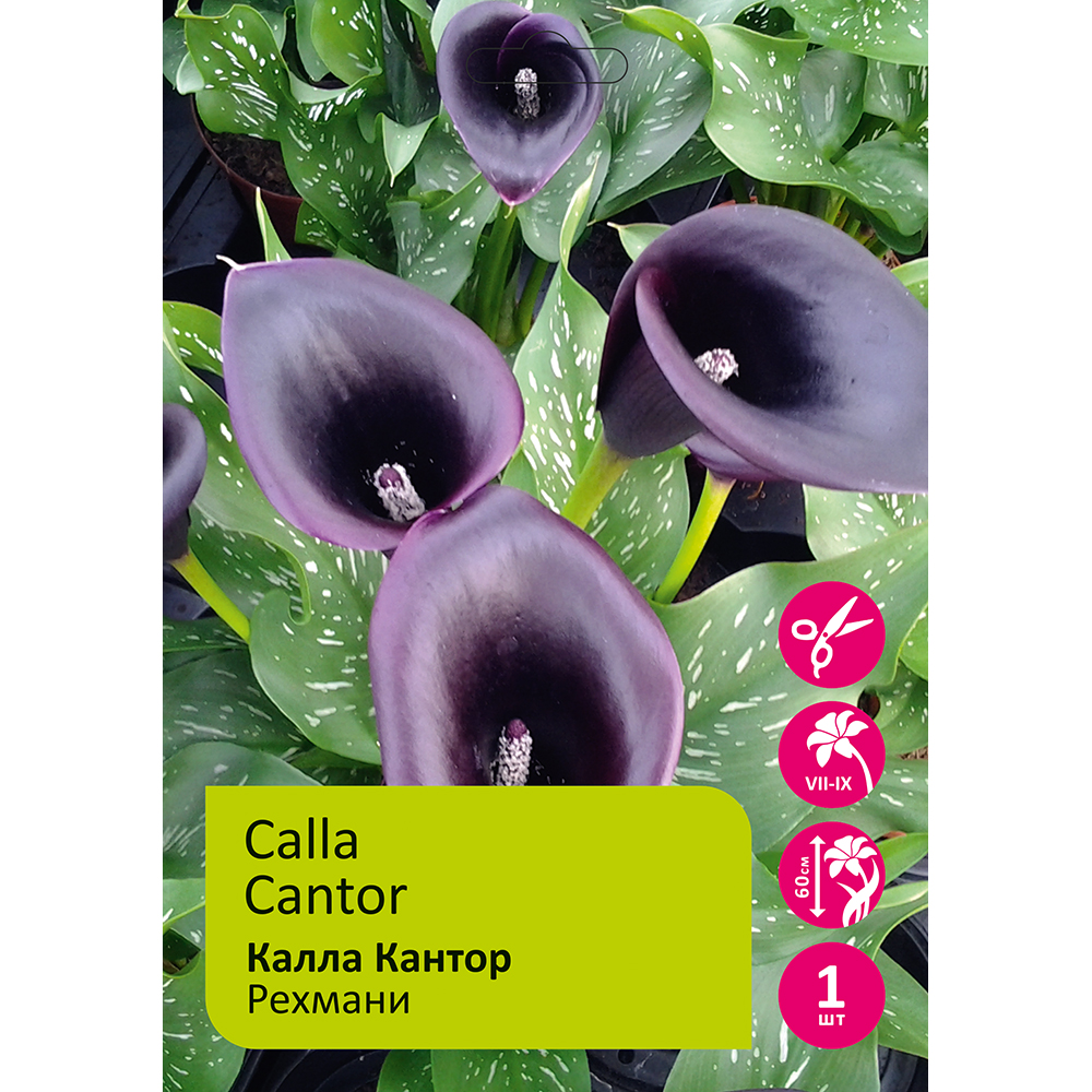 Калла Кантор рехмани 1шт 12/14 / Zantedeschia Cantor