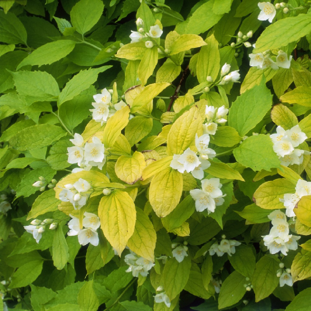 Чубушник венечный Ауреа С3 1шт