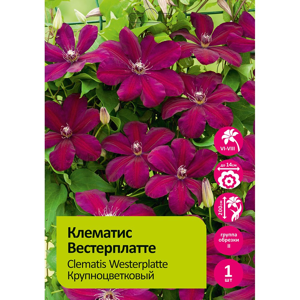 Клематис Вестерплатте 1шт гр.обрезки 2 /Clematis Westerplatte