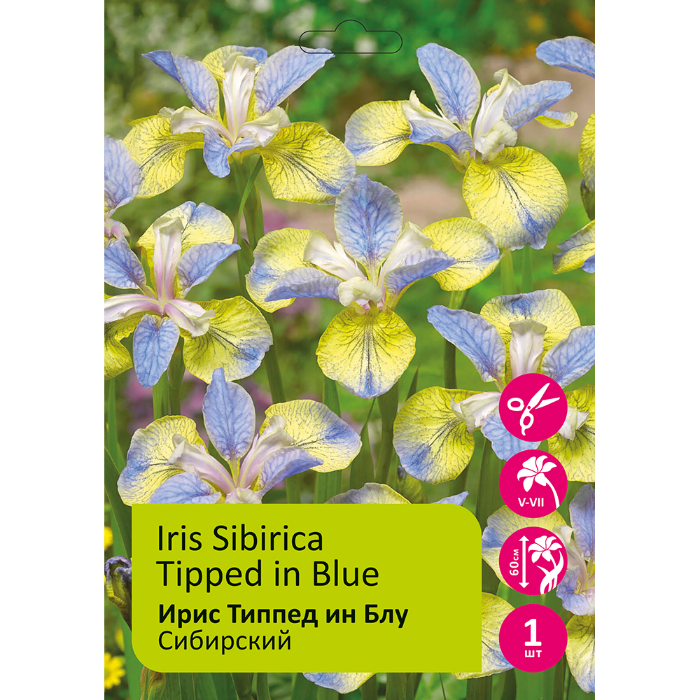 Ирис Типпед ин Блу 1шт сибирский /Iris Sibirica Tipped in Blue