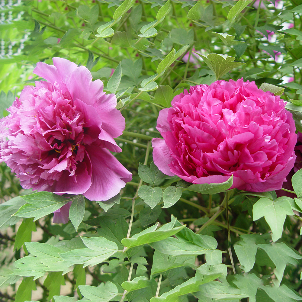 Пион древовидный Красный императорский 1шт/Paeonia Jing Dong Hong (Цзин Донг Хонг)