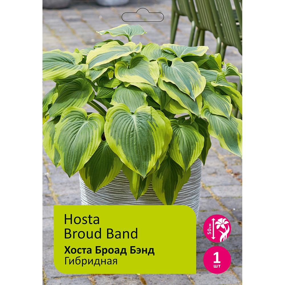 Хоста Броад Бэнд 1шт/Hosta Broad Band