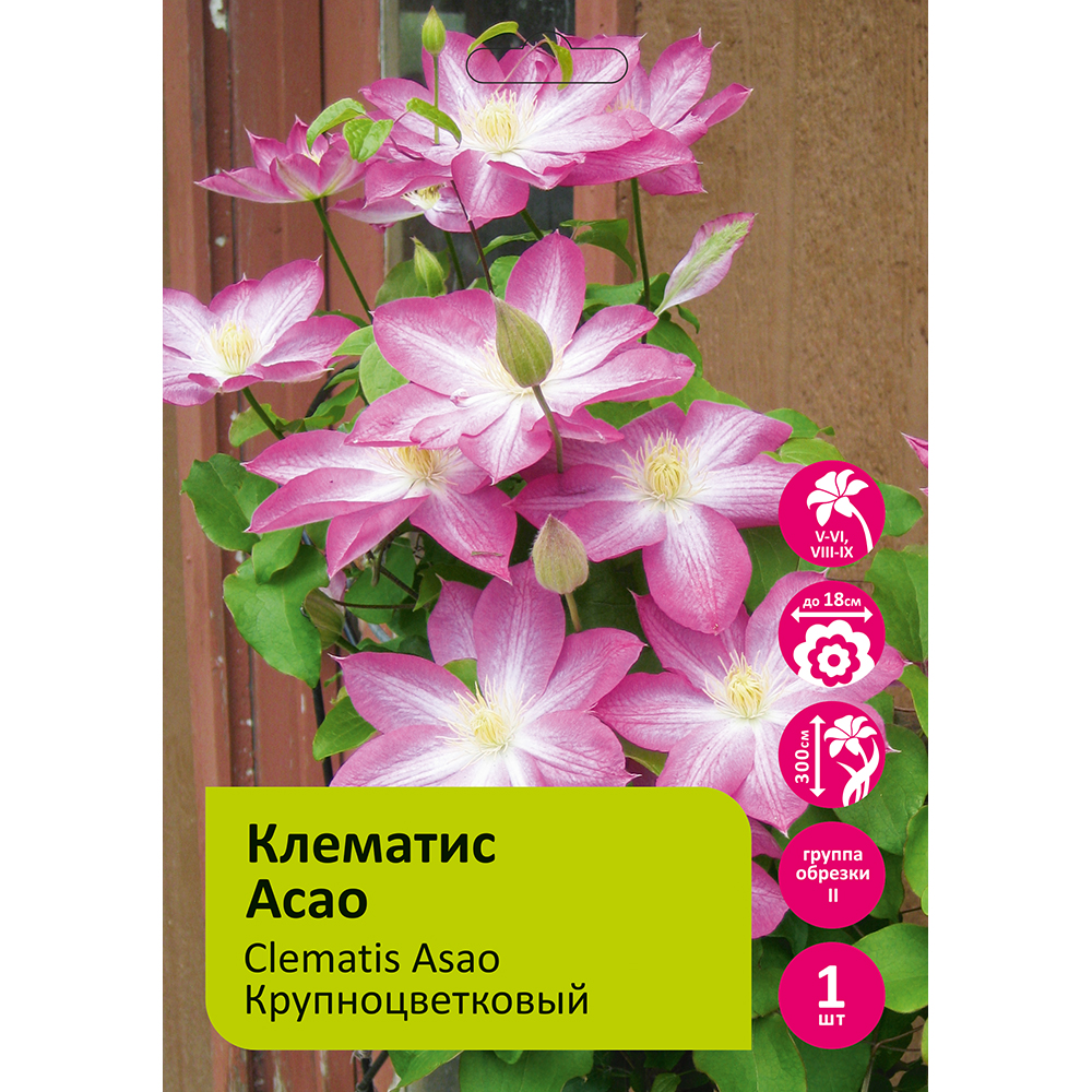 Клематис Асао 1шт  гр.обрезки 2 / Clematis Asao 