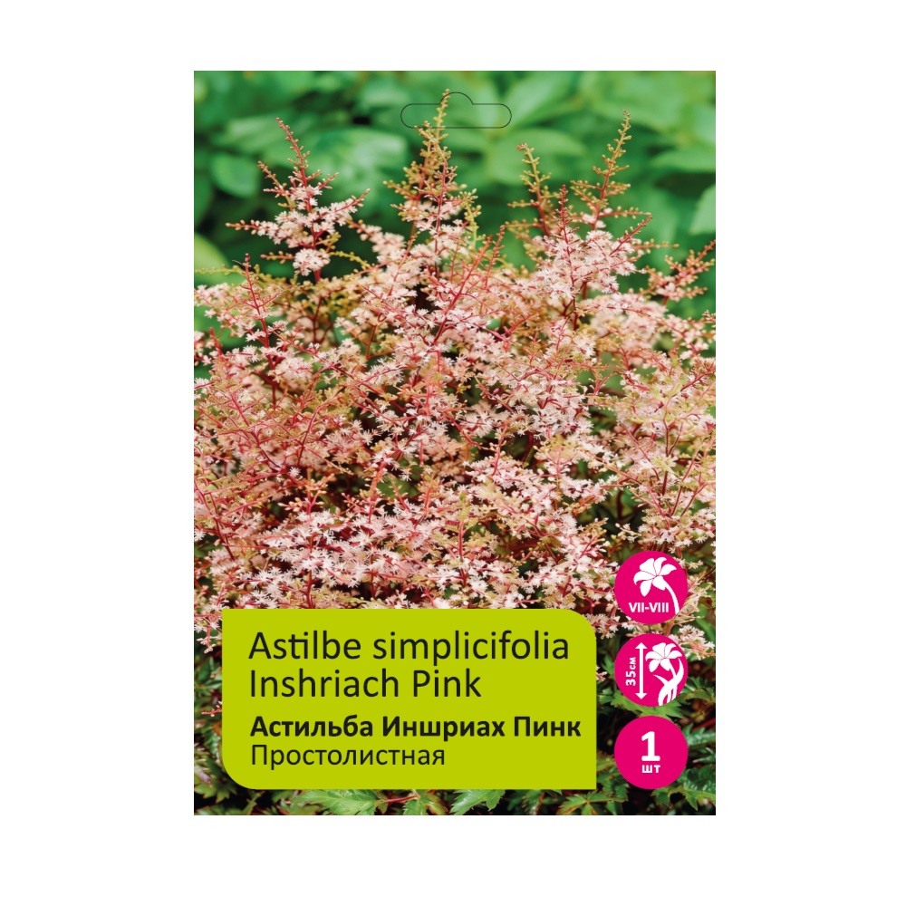 Астильба Иншриах Пинк 1 шт 2/3 /Astilbe Inshriach Pink