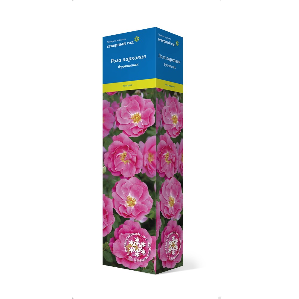Роза канадская Фронтенак, парковая 1шт 