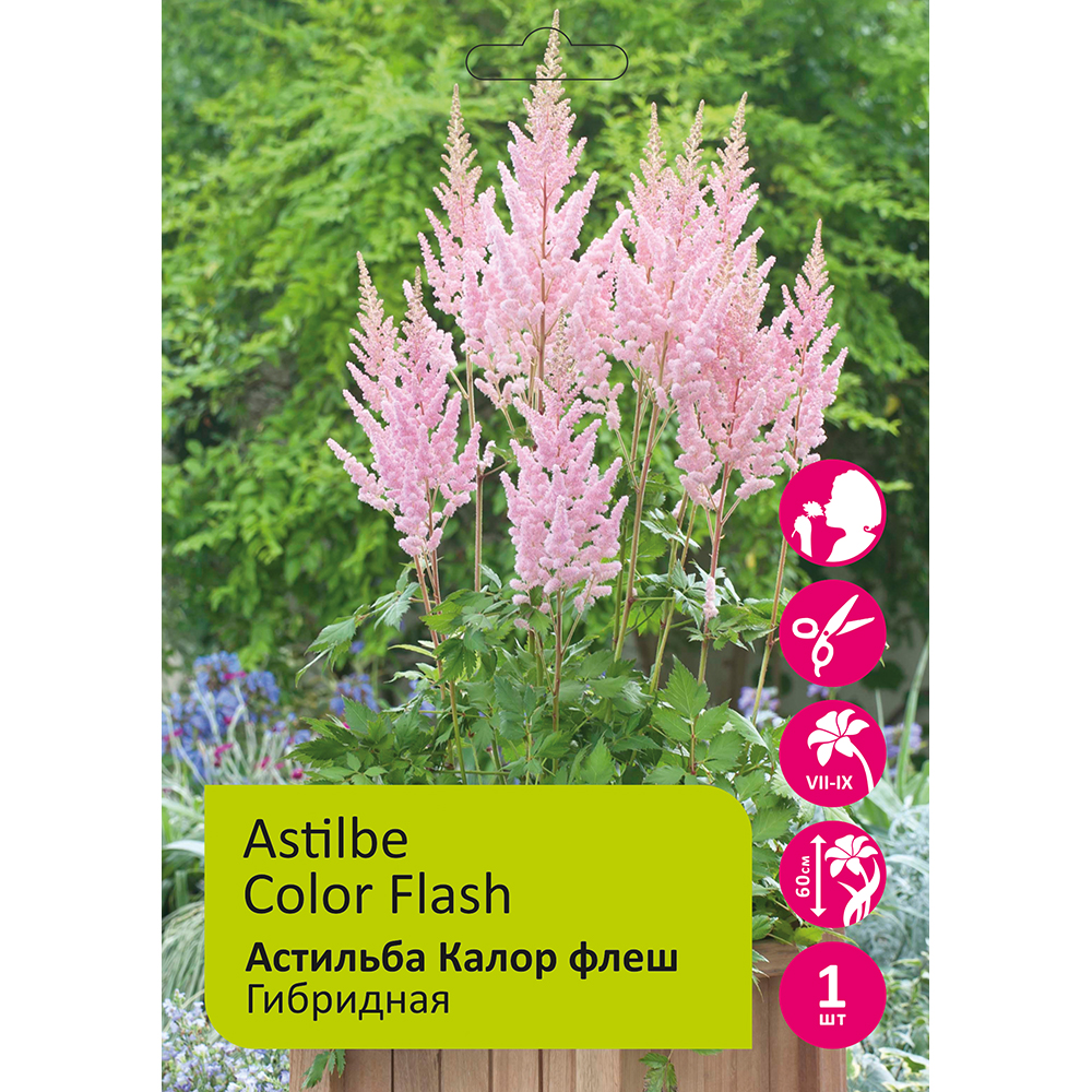 Астильба Калор флеш 1шт 2/3 /Astilbe Color Flash
