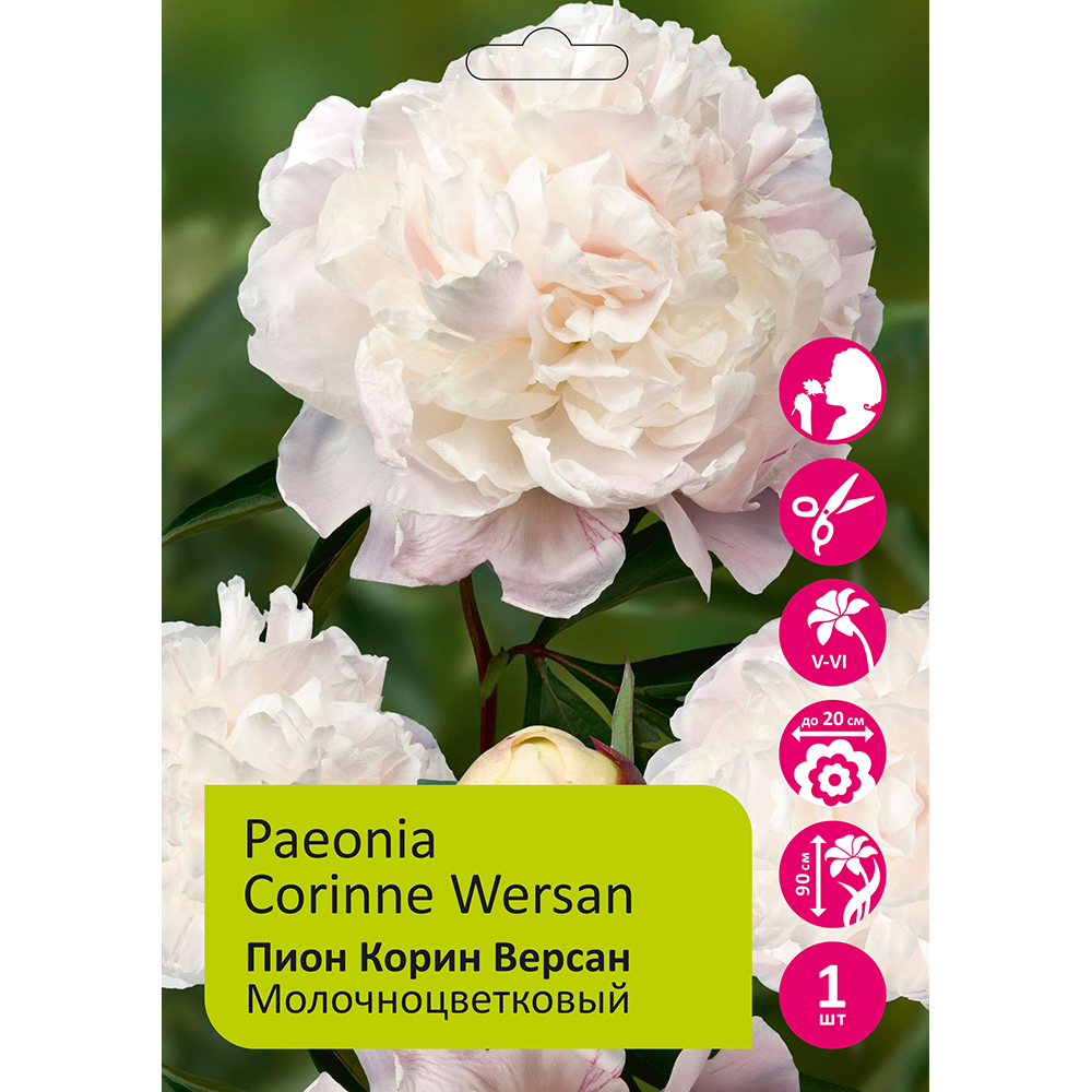 Пион молочноцветковый Корин Версан 1шт 2/3 /Paeonia Corinne Wersan