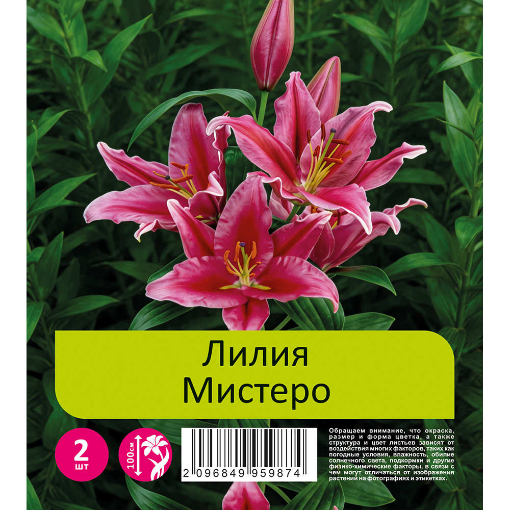 Лилия Мистеро 2шт 20/22 восточная /Lilium Mistero
