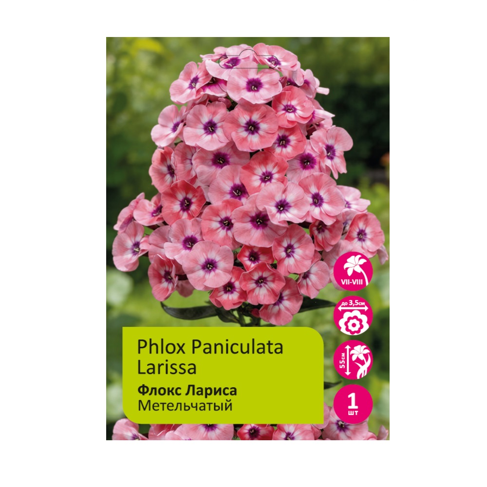 Флокс Лариса метельчатыйшт /Phlox Paniculata Larissa