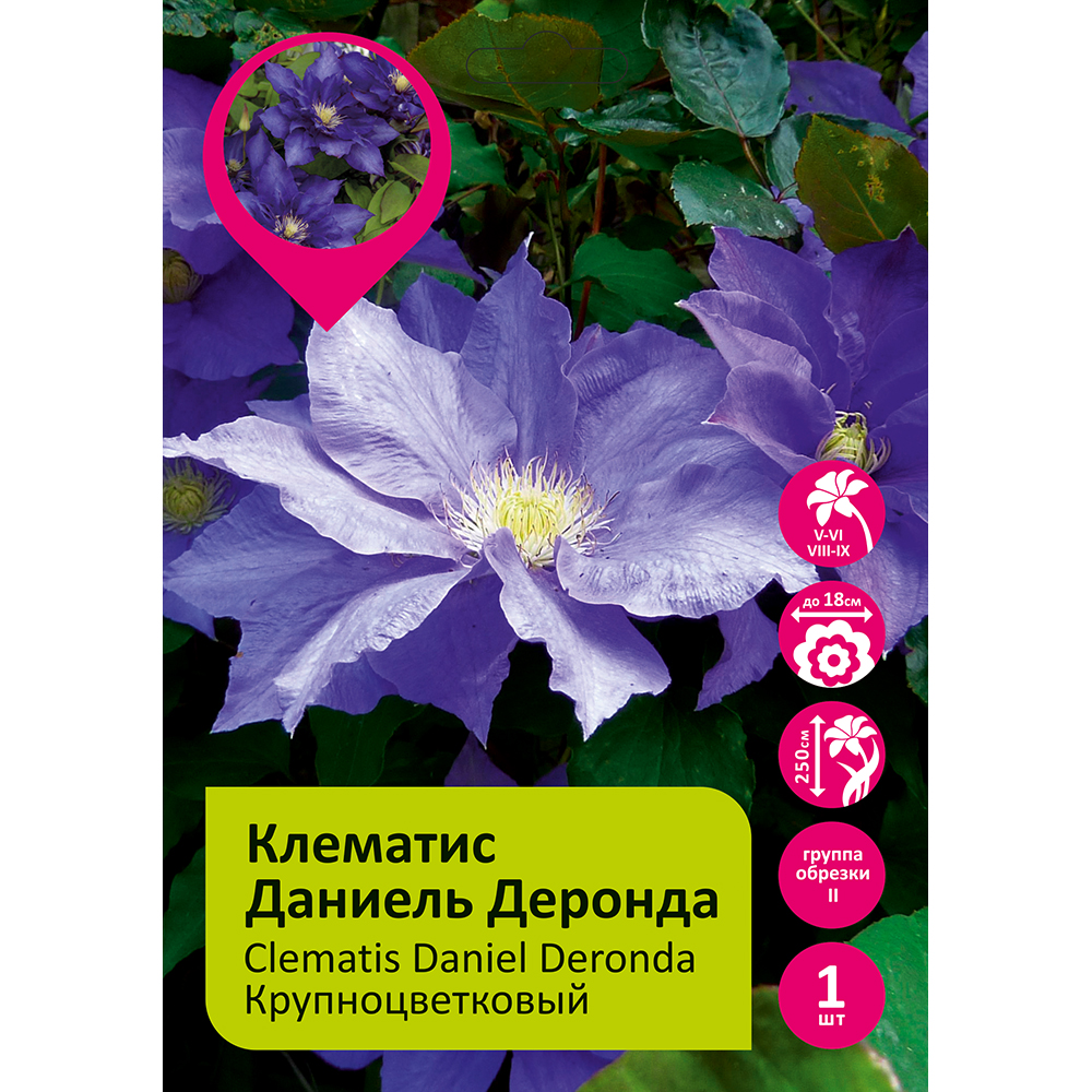 Клематис Даниэль Деронда 1шт гр.обрезки 2 / Clematis Daniel Deronda 