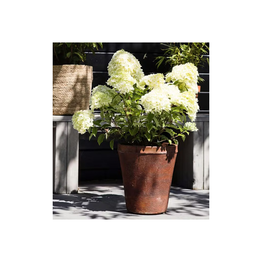 Гортензия метельчатая Ливин Литл Пэшин С3 1шт/ Hydrangea paniculata LIVING LITTLE PASSION