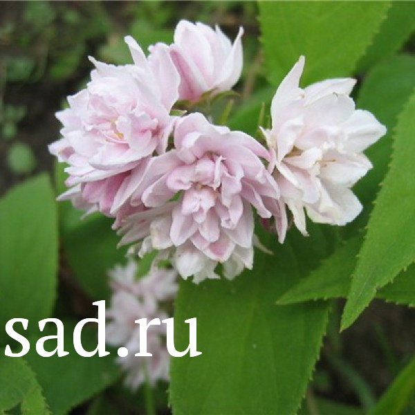 Дейция гибридная Строуберри Филдс С2  1шт/Deutzia hybrida Strawberry Fields